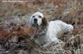Setter Anglais RHADES DE LA PASSEE DE L'EPERON Setter Anglais RHADES DE LA PASSEE DE L'EPERON